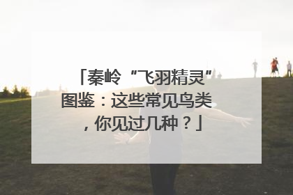 秦岭“飞羽精灵”图鉴：这些常见鸟类，你见过几种？
