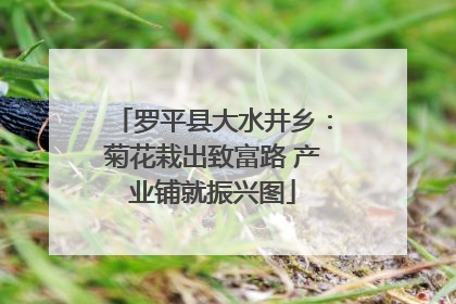罗平县大水井乡：菊花栽出致富路 产业铺就振兴图