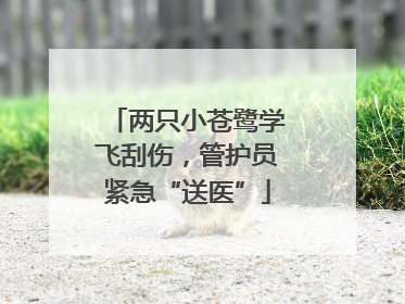 两只小苍鹭学飞刮伤，管护员紧急“送医”