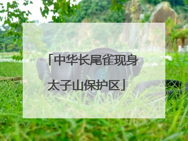 中华长尾雀现身太子山保护区