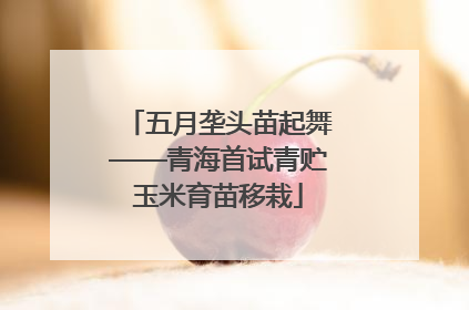 五月垄头苗起舞——青海首试青贮玉米育苗移栽