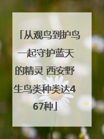 从观鸟到护鸟 一起守护蓝天的精灵 西安野生鸟类种类达467种