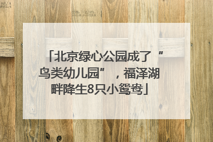 北京绿心公园成了“鸟类幼儿园”，福泽湖畔降生8只小鸳鸯