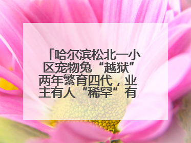 哈尔滨松北一小区宠物兔“越狱”两年繁育四代，业主有人“稀罕”有人忧，专家提醒