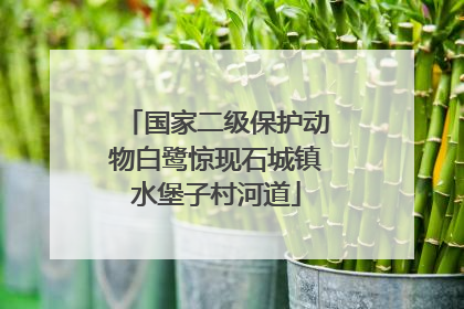 国家二级保护动物白鹭惊现石城镇水堡子村河道