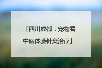 四川成都：宠物看中医体验针灸治疗