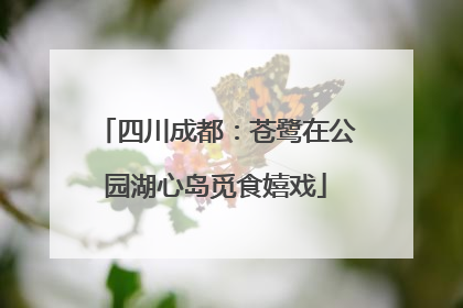 四川成都：苍鹭在公园湖心岛觅食嬉戏