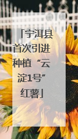 宁洱县首次引进种植“云淀1号”红薯