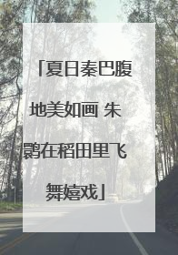夏日秦巴腹地美如画 朱鹮在稻田里飞舞嬉戏