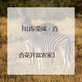 山东荣成：百合花开富农家