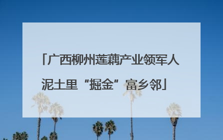 广西柳州莲藕产业领军人泥土里“掘金”富乡邻