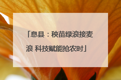 息县：秧苗绿浪接麦浪 科技赋能抢农时