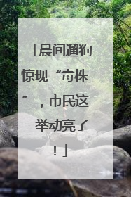 晨间遛狗惊现“毒株”，市民这一举动亮了！