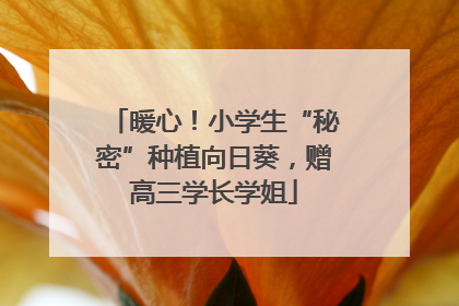 暖心！小学生“秘密”种植向日葵，赠高三学长学姐
