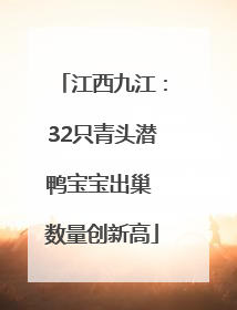 江西九江：32只青头潜鸭宝宝出巢 数量创新高