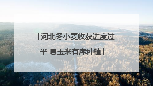 河北冬小麦收获进度过半 夏玉米有序种植