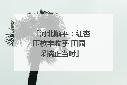 河北顺平：红杏压枝丰收季 田园采摘正当时
