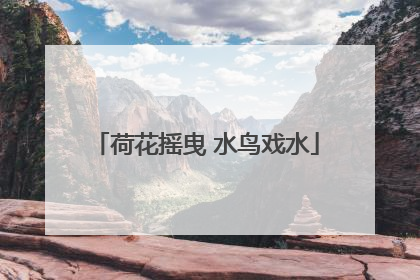 荷花摇曳 水鸟戏水