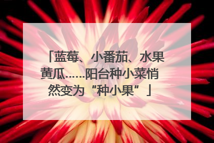 蓝莓、小番茄、水果黄瓜……阳台种小菜悄然变为“种小果”