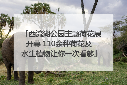 西流湖公园主题荷花展开幕 110余种荷花及水生植物让你一次看够