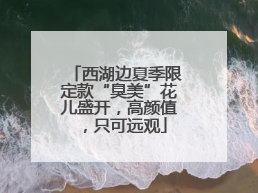 西湖边夏季限定款“臭美”花儿盛开，高颜值，只可远观