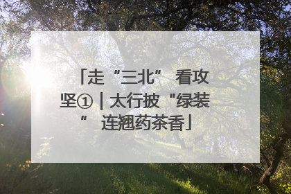走“三北” 看攻坚①｜太行披“绿装” 连翘药茶香