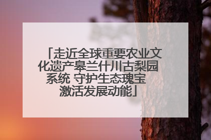 走近全球重要农业文化遗产皋兰什川古梨园系统 守护生态瑰宝 激活发展动能