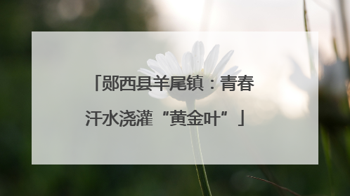 郧西县羊尾镇：青春汗水浇灌“黄金叶”