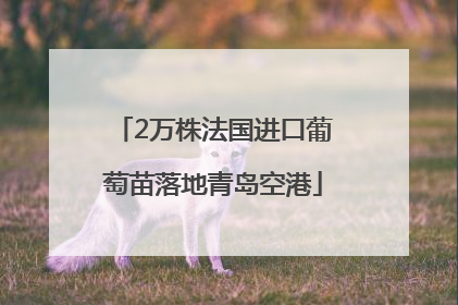 2万株法国进口葡萄苗落地青岛空港